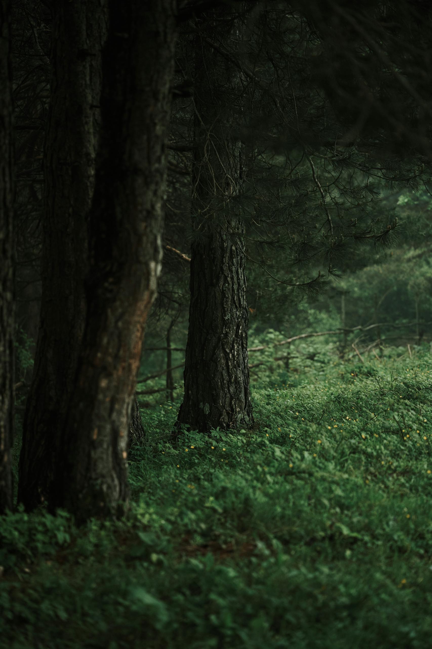 A peaceful forest view with towering tree trunks and lush greenery.